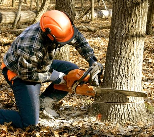 Tree Removal in Williston, NC
